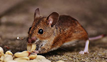 24 Hour & Emergency Exterminators in Suffolk, VA